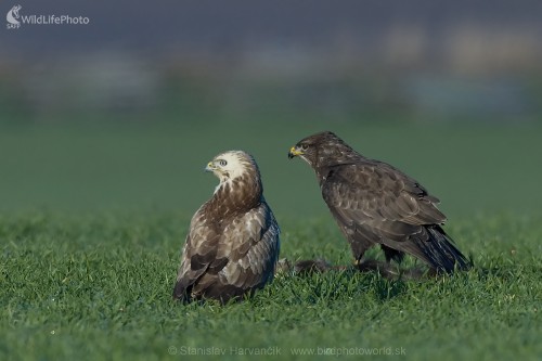 Myšiak hôrny (Buteo buteo), Stanislav Harvančík